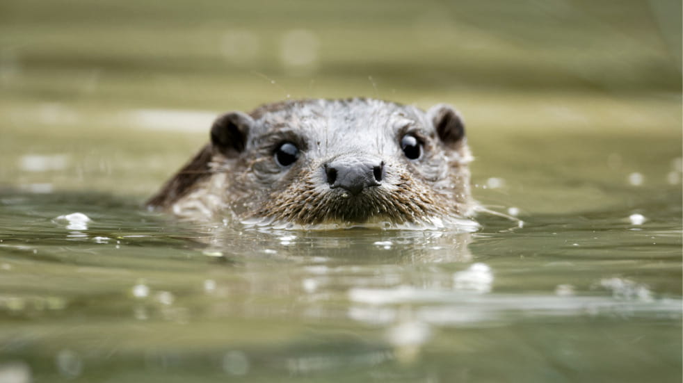 Wildlife Safari at Slimbridge Gloucester